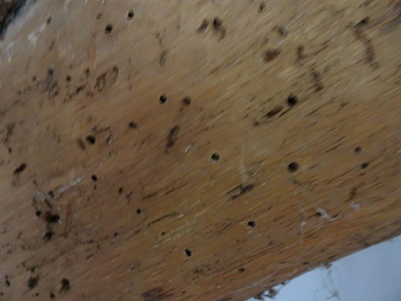 Death Watch Beetle