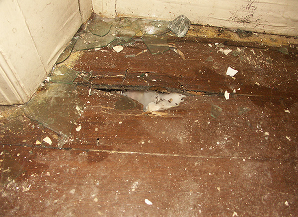 Dry Rot