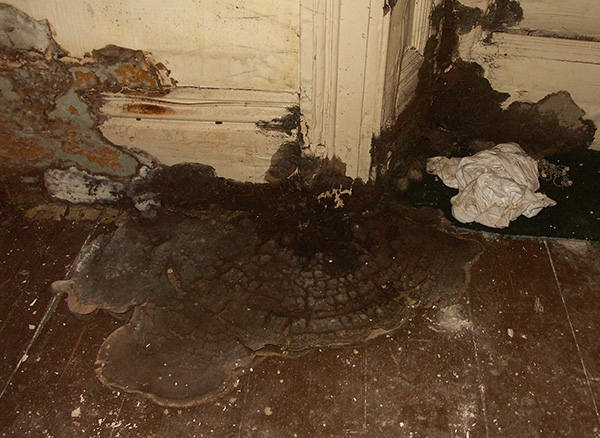 Dry Rot