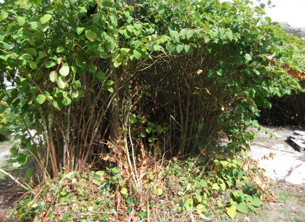 Knotweed Knotweed