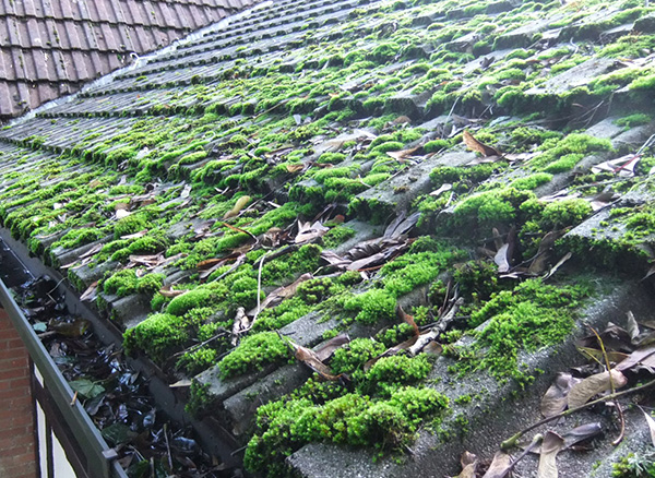 Moss & Lichen Moss & Lichen