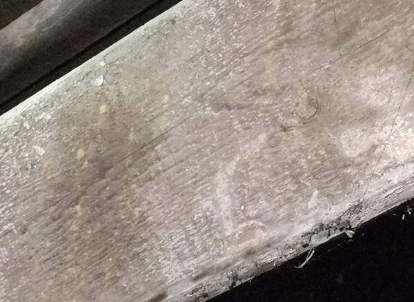 Woodboring insect infestation