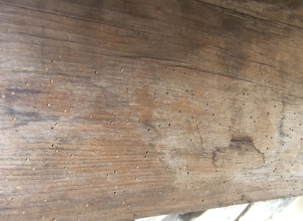 Woodboring insect infestation