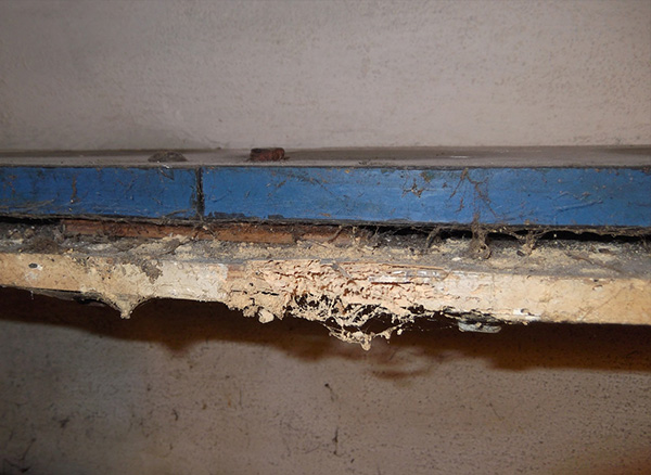 Woodboring insect infestation